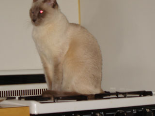 vt-2.jpg