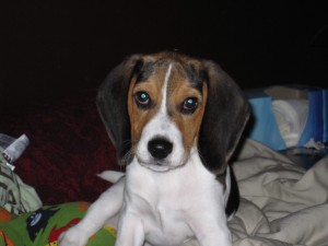 Bagel - 4 months 